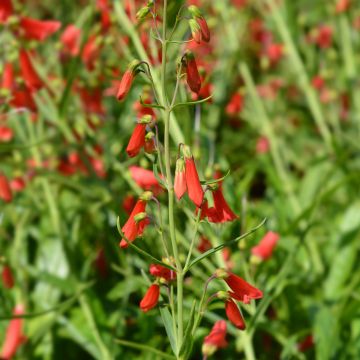 Penstemon barbatus Iron Maiden (Samen) - Bartfaden