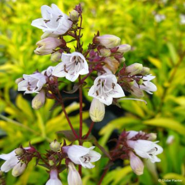 Penstemon digitalis Goldfinger - Fingerhutförmiger Bartfaden