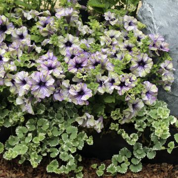 Petunia Amazonas Plum Cockatoo Petunia Amazonas Plum Cockatoo