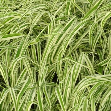 Phalaris arundinacea Picta - Rohr-Glanzgras