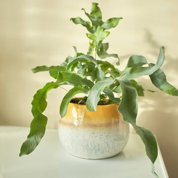 Phlebodium Blue Star - Tüpfelfarn