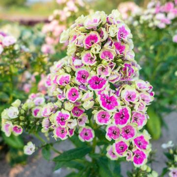 Hohe Flammenblume Orchid Yellow - Phlox paniculata