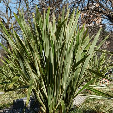 Phormium tenax (samen) - Neuseeländischer Flachs
