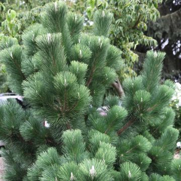 Pinus thunbergii Thunderhead - Japanische Schwarzkiefer