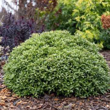 Pittosporum Orbitea - Schmalblättriger Klebsame