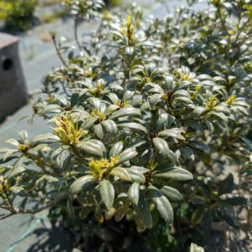 Pittosporum heterophyllum Quissac - Pittospore à feuilles variables