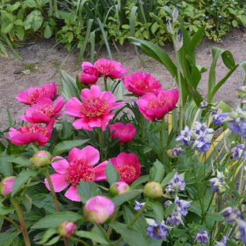 Pivoine officinale Anemoniflora - Pfingstrose