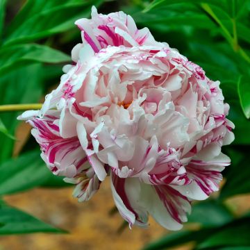 Pivoine lactiflora Candy Stripe