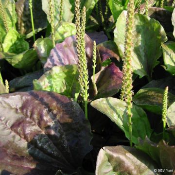 Großer Wegerich Atropurpurea - Plantago major