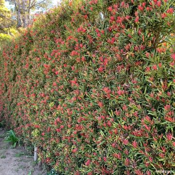 Podocarpus macrophyllus Mood Ring - Grossblättrige Steineibe