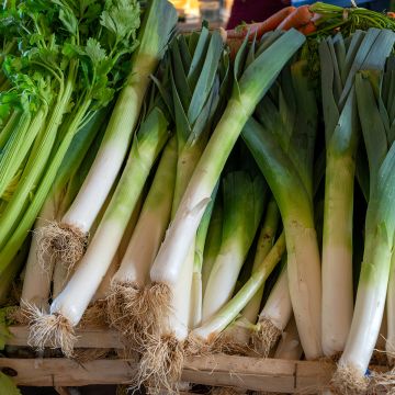 Lauch-Porree Atal Lauch-Porree Atal