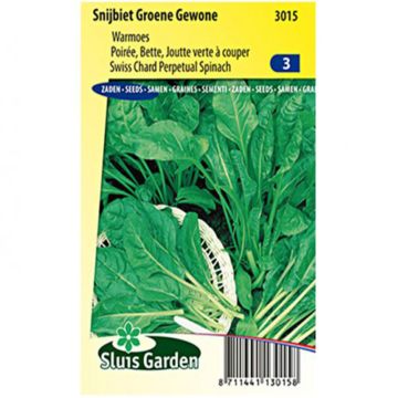 Poirée verte à couper Groene Gewone - Blette - Beta vulgaris Poirée verte à couper Groene Gewone - Blette - Beta vulgaris