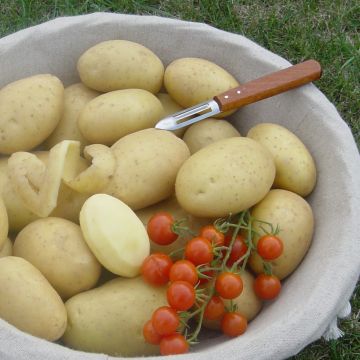 Pommes de terre Bintje Pommes de terre Bintje