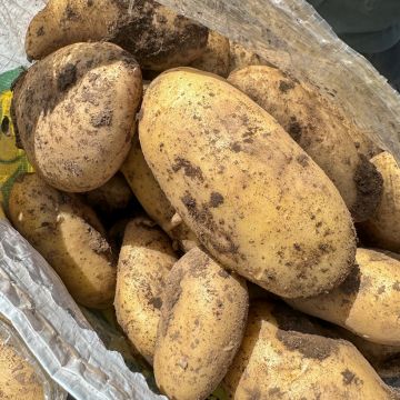 Kartoffel Spunta Kartoffel Spunta