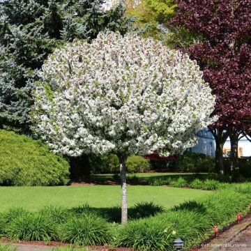 Zierapfel JFS Sparkling Sprite - Malus