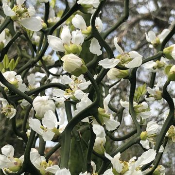 Dreiblättrige Orange Flying Dragon - Poncirus trifoliata Dreiblättrige Orange Flying Dragon - Poncirus trifoliata