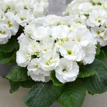 Primula acaulis Frilly White - Kissenprimel
