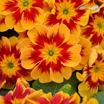 Primula Starfire - Kissenprimel
