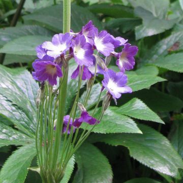 Primula alpicola var. violacea - Primel
