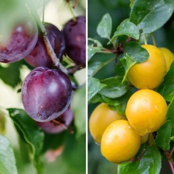 Pflaume Black Amber und Golden Japan Duo - Prunus domestica