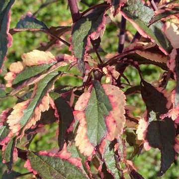Kirsch-Pflaume Hessei - Prunus cerasifera Kirsch-Pflaume Hessei - Prunus cerasifera