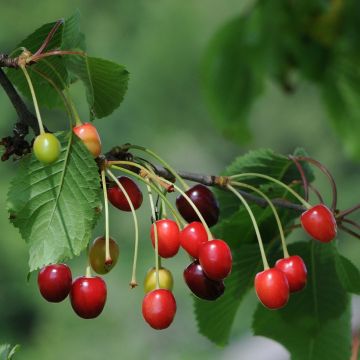 Frühe Englische Sauerkirsche Bio - Prunus cerasus