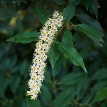 Portugiesische Lorbeerkirsche (samen) - Prunus lusitanica