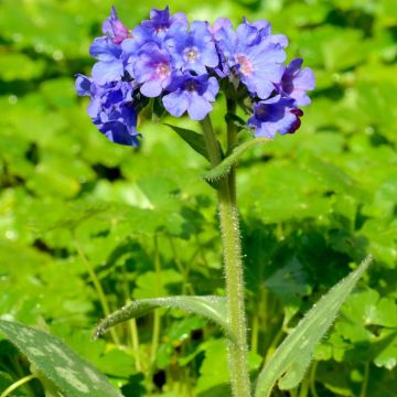 Langblättriges Lungenkraut E.B Anderson - Pulmonaria