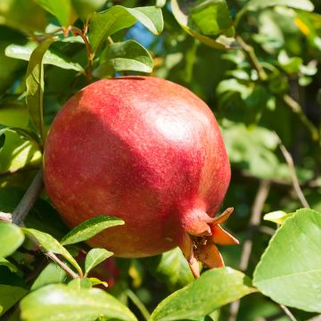 Punica granatum Mekness - Granatapfelbaum