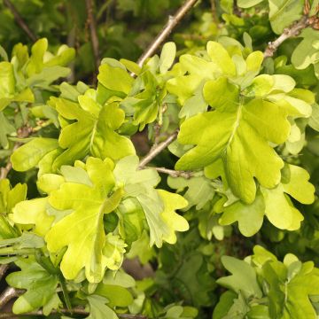 Stiel-Eiche Cristata - Quercus robur