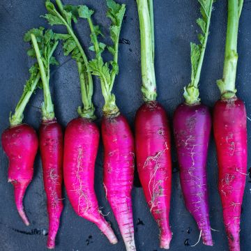 Rettich rave Violet de Gournay