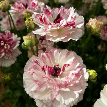 Ranunkel Brushmark Cesar – Ranunculus asiaticus