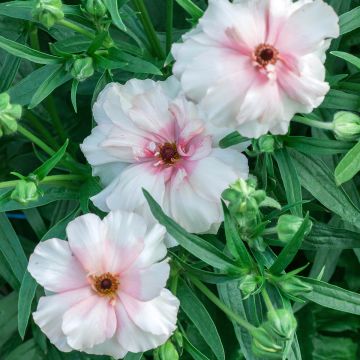 Ranunkel Butterfly Ariadne – Ranunculus asiaticus