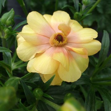 Ranunkel Butterfly Dione – Ranunculus asiaticus