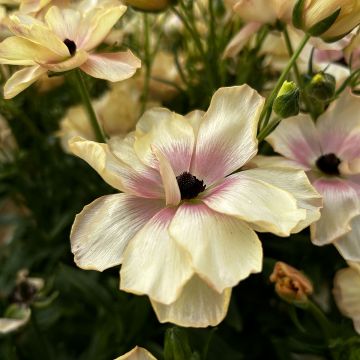 Ranunkel Butterfly Hestia – Ranunculus asiaticus