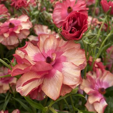 Ranunkel Butterfly Musa – Ranunculus asiaticus