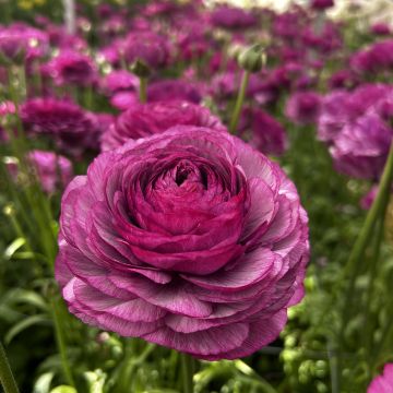 Ranunkel Romance Loubeyres – Ranunculus asiaticus