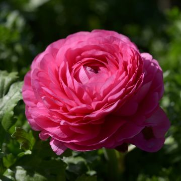 Ranunkel Vortex F1 Hot Pink - Ranunculus