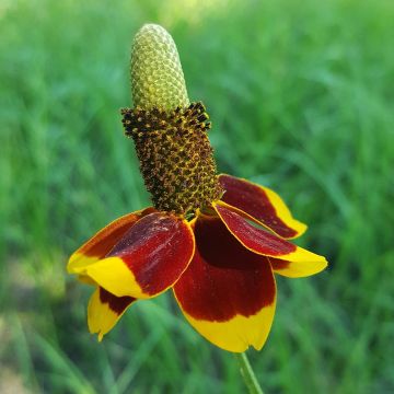 Ratibida columnifera (Samen) - Präriesonnenhut