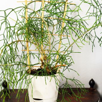 Rhipsalis burchellii - Korallenkaktus