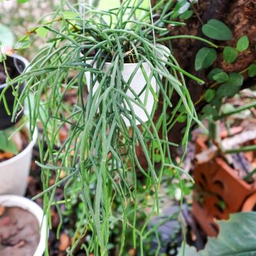 Rhipsalis cereuscula - Korallenkaktus