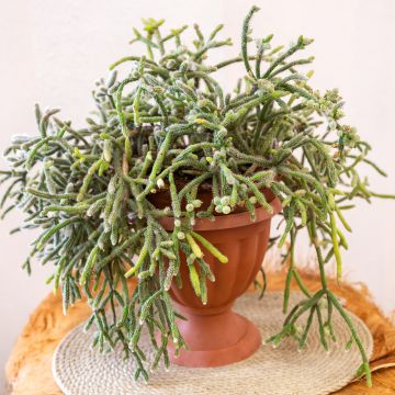 Rhipsalis horrida - Korallenkaktus
