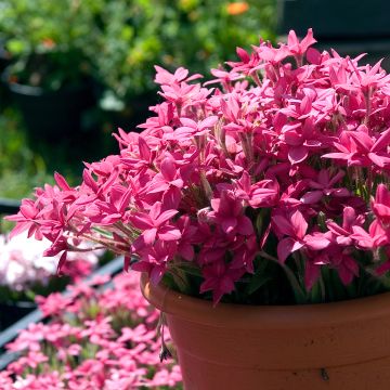 Rhodoxis Red Alert - Grasstern