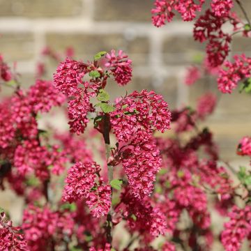 Blut-Johannisbeere Amore - Ribes sanguineum Blut-Johannisbeere Amore - Ribes sanguineum