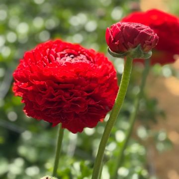 Ranunkel Romance Get Lucky – Ranunculus asiaticus