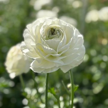 Ranunkel Romance Montenvers – Ranunculus asiaticus