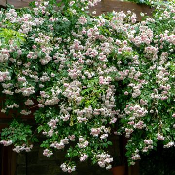 Rosa moschata Paul's Himalayan Musk - Moschus Rambler-Rose