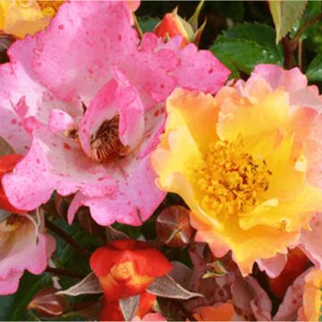 Rosa Bee Proud - Beetrose