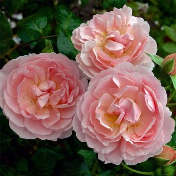 Rosa Strawberry Hill - Englische Rose Rosa Strawberry Hill - Englische Rose