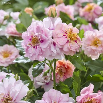 Rosa polyantha Amirose - Zwerg-Parkrose
